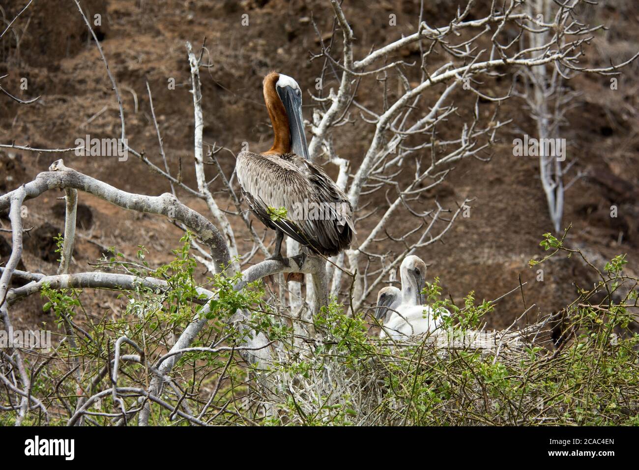 Jeunes pélicans bruns assis dans leur nid dans un arbre de palo santo, sur la côte de l'île de Rabida, dans l'archipel des Galapagos. Ein junger Braunpelika Banque D'Images