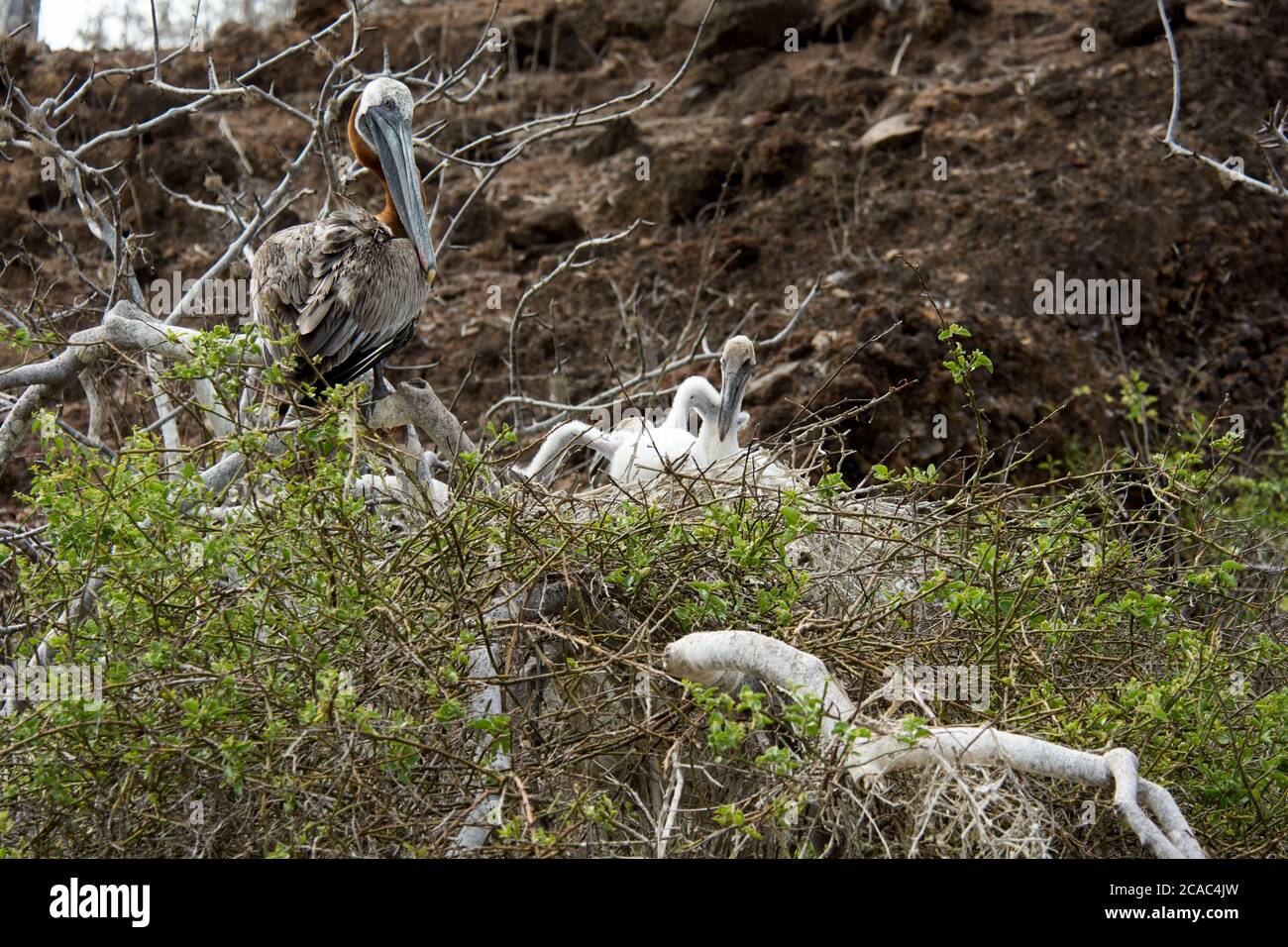 Jeunes pélicans bruns assis dans leur nid dans un arbre de palo santo, sur la côte de l'île de Rabida, dans l'archipel des Galapagos. Ein junger Braunpelika Banque D'Images