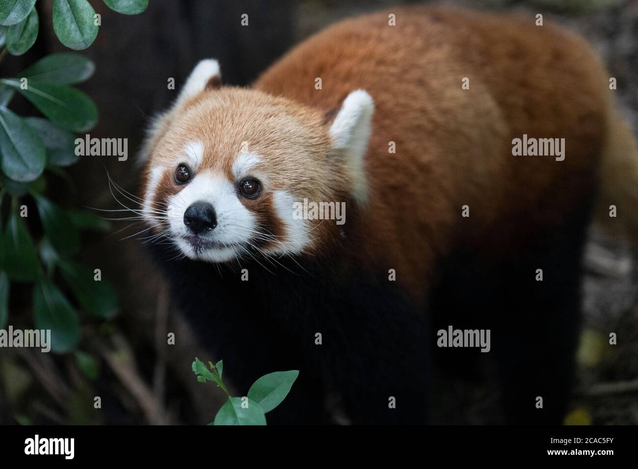 Le panda rouge à la base de recherche de Chengdu sur la reproduction des panda géants. Banque D'Images