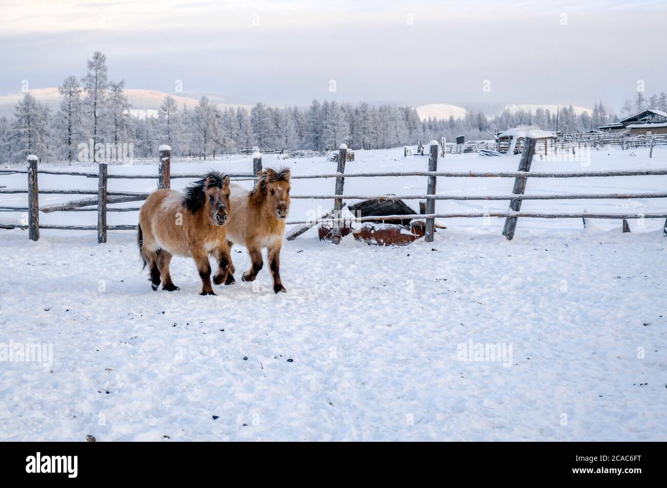 Chevaux Yakut dans le village d'Oymyakon, la température de -40 degrés Celsius Banque D'Images