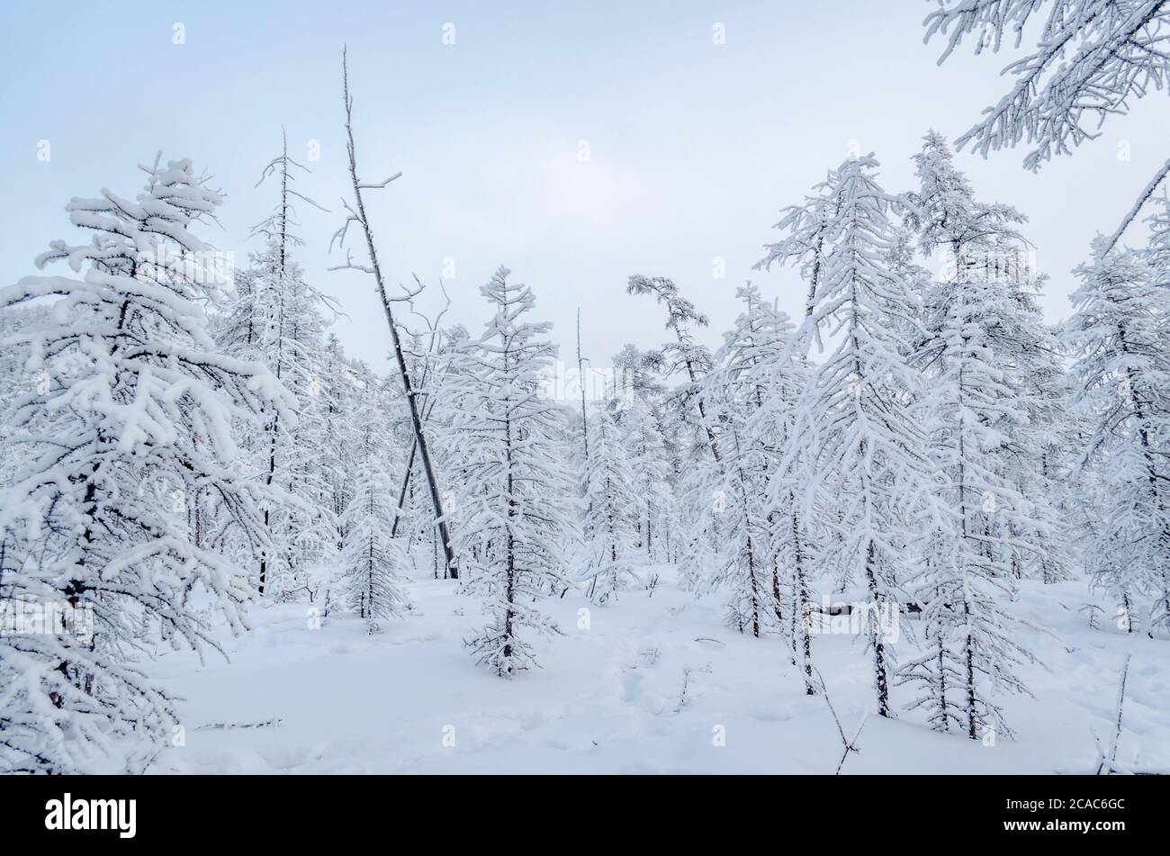 Forêt neigeuse dans la République de Sakha, région de Kolyma, Nord russe Banque D'Images