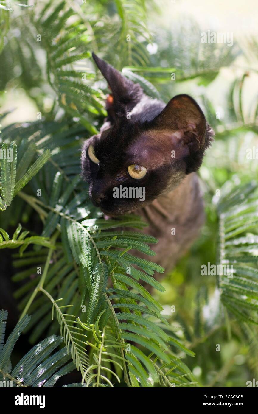 Un chat noir de Devon Rex, qui s'est remis de la chirurgie oculaire, se trouve dans le jardin au milieu des feuilles d'eau noires Banque D'Images