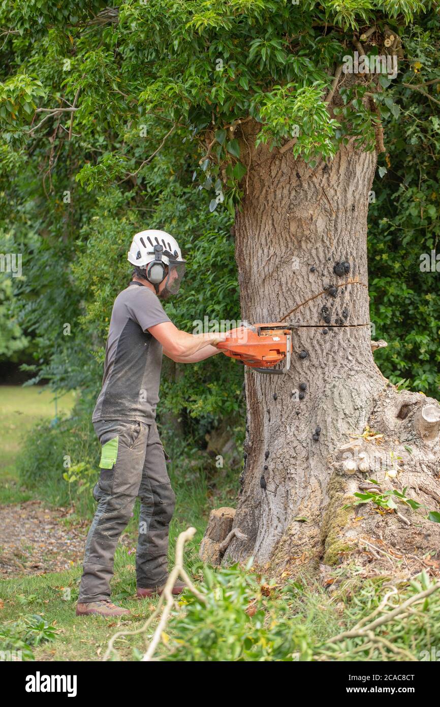 Frêne (Fraxinus excelsior). Tronc coupé à la tronçonneuse pour faire tomber un arbre mort. Un arbre autrefois sain infiltré par le champignon Chalara (Hymenoscyphu Banque D'Images