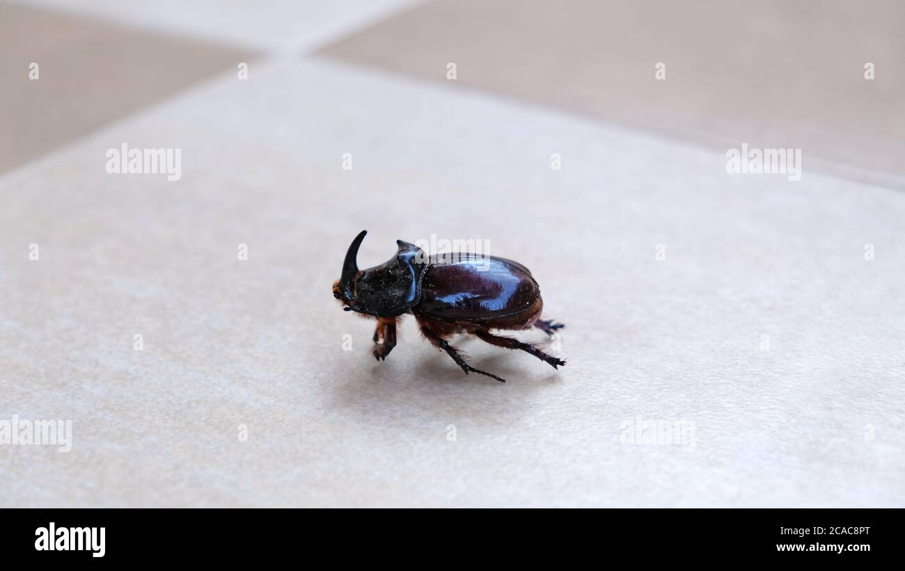 Vue latérale sur le rhinoceros Beetle Banque D'Images
