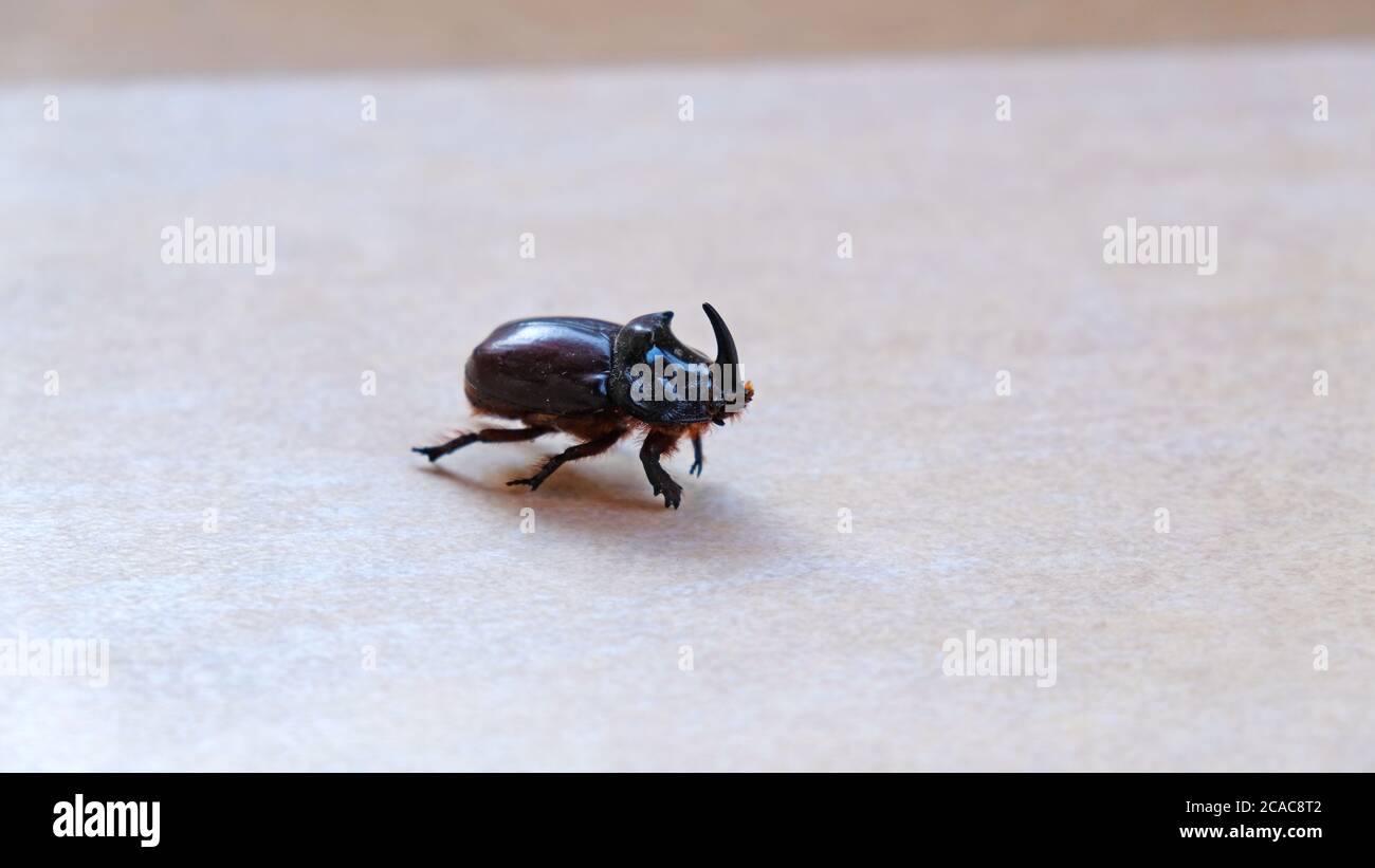 Rhinocéros Beetle sur le sol Banque D'Images