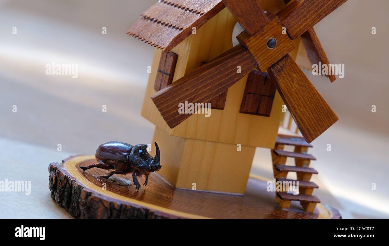 Rhinocéros Beetle sur le moulin en bois Banque D'Images