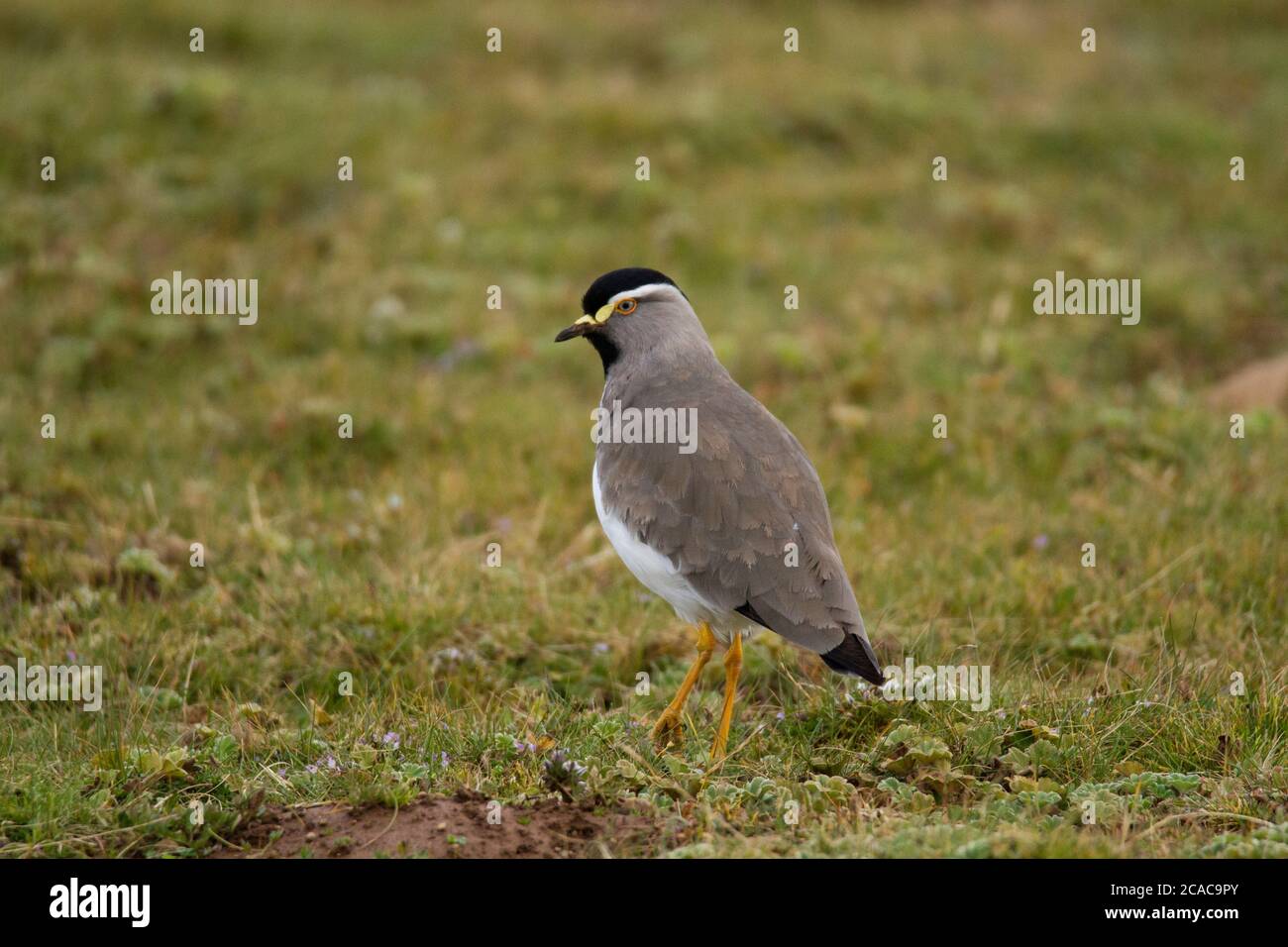 Le laponiforme à bretons directs (Vanellus melanocephalus) est une espèce d'oiseau de la famille des Charadriidae. Elle est endémique aux hautes terres éthiopiennes. Photogr Banque D'Images