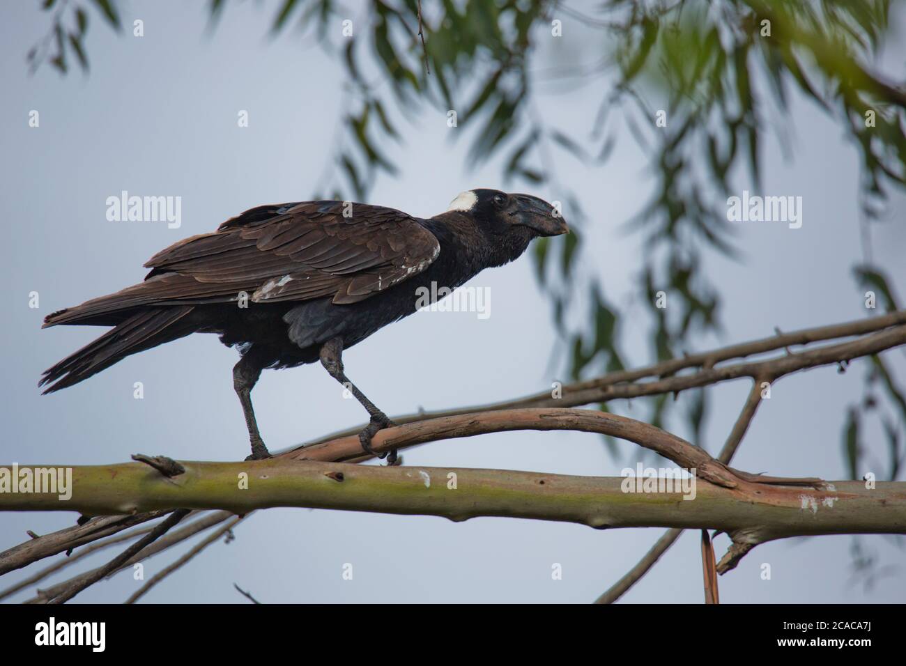 Le corbeau (Corvus crassirostris). Cet oiseau est le plus grand membre de la famille Raven et est aussi le plus grand oiseau percheur (Passériformes) r Banque D'Images