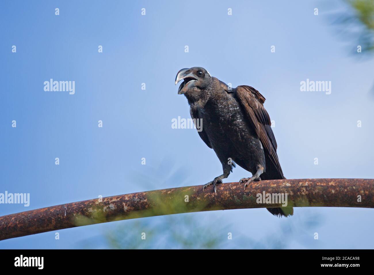 Le corbeau (Corvus crassirostris). Cet oiseau est le plus grand membre de la famille Raven et est aussi le plus grand oiseau percheur (Passériformes) r Banque D'Images