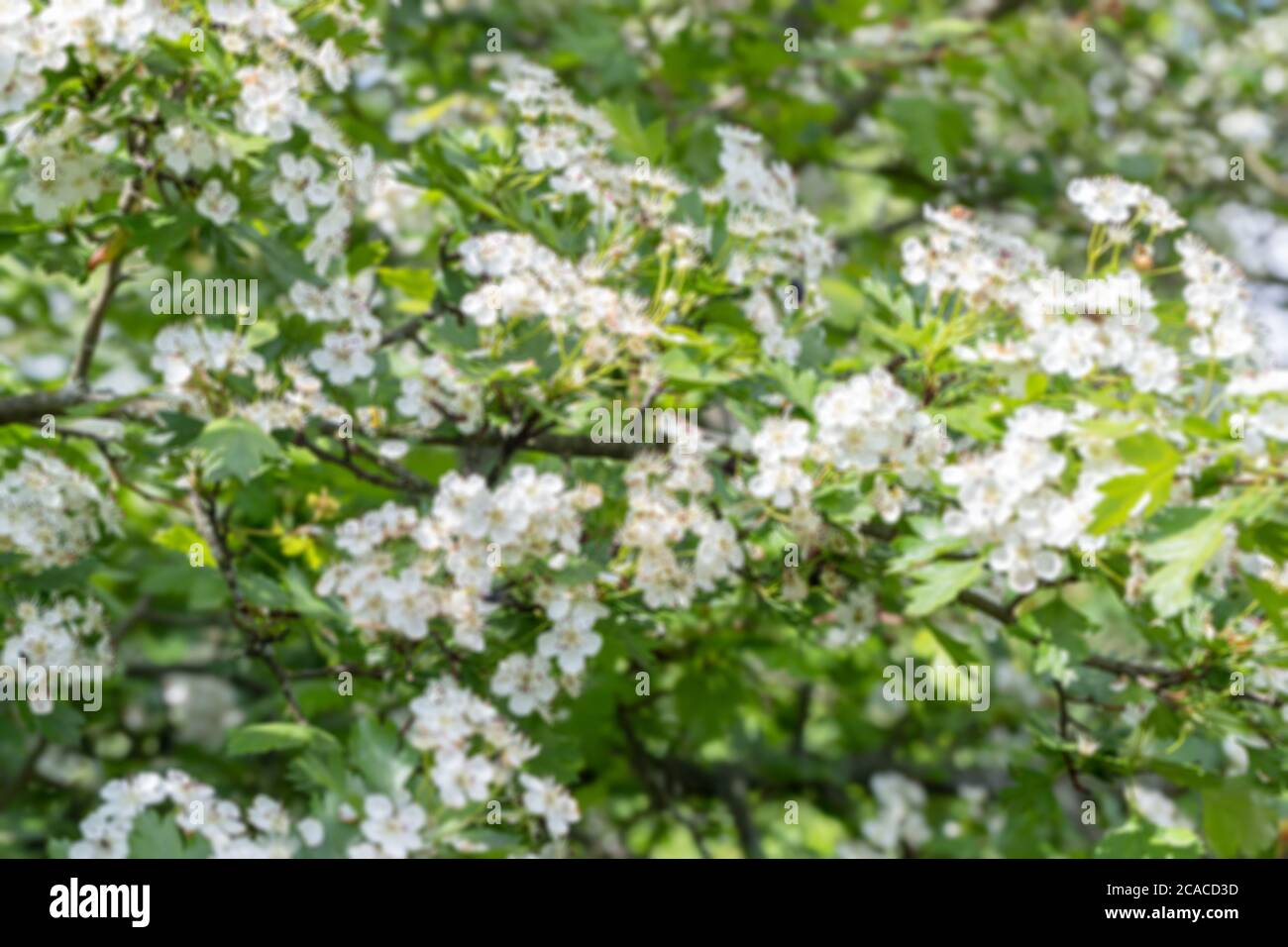 Branche de fleurs blanches sur Crataegus monogyna en fleurs. Arbre à fleurs de l'aubépine Banque D'Images