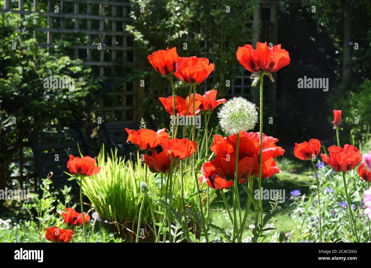 coquelicots orientaux rouges et fleur d'allium blanche Banque D'Images