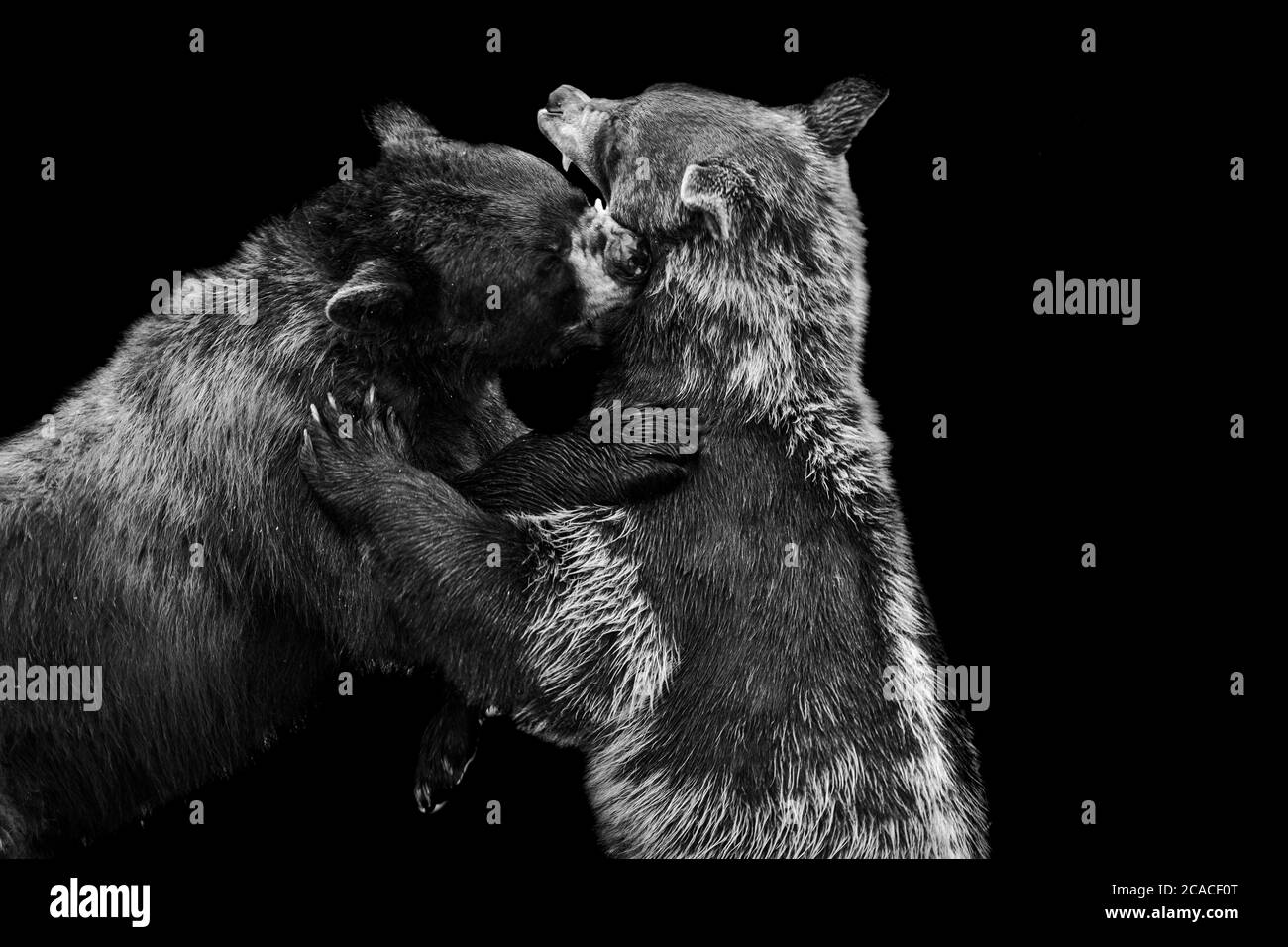 Ours noir sur fond noir Banque D'Images