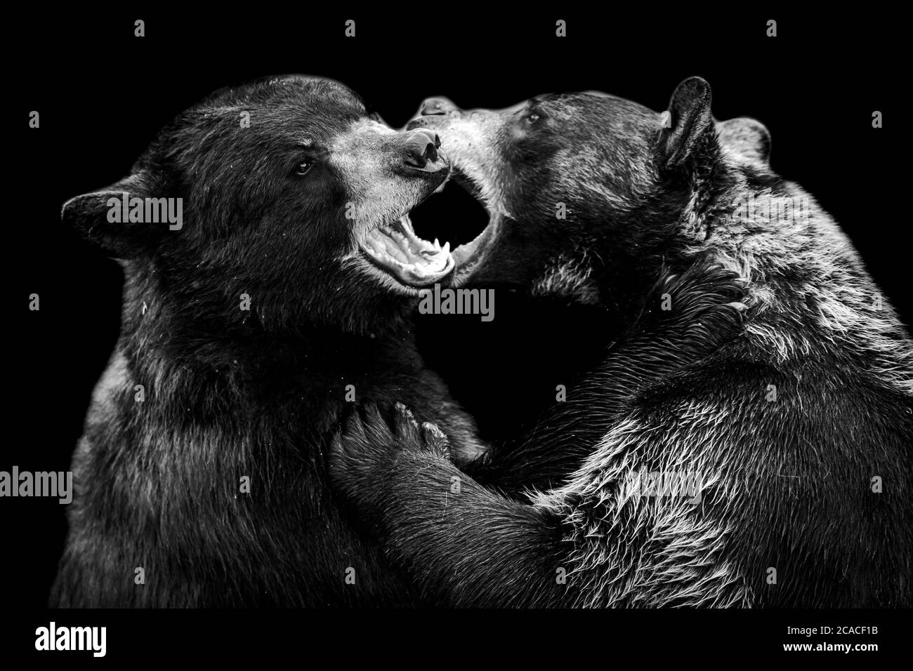 Ours noir sur fond noir Banque D'Images