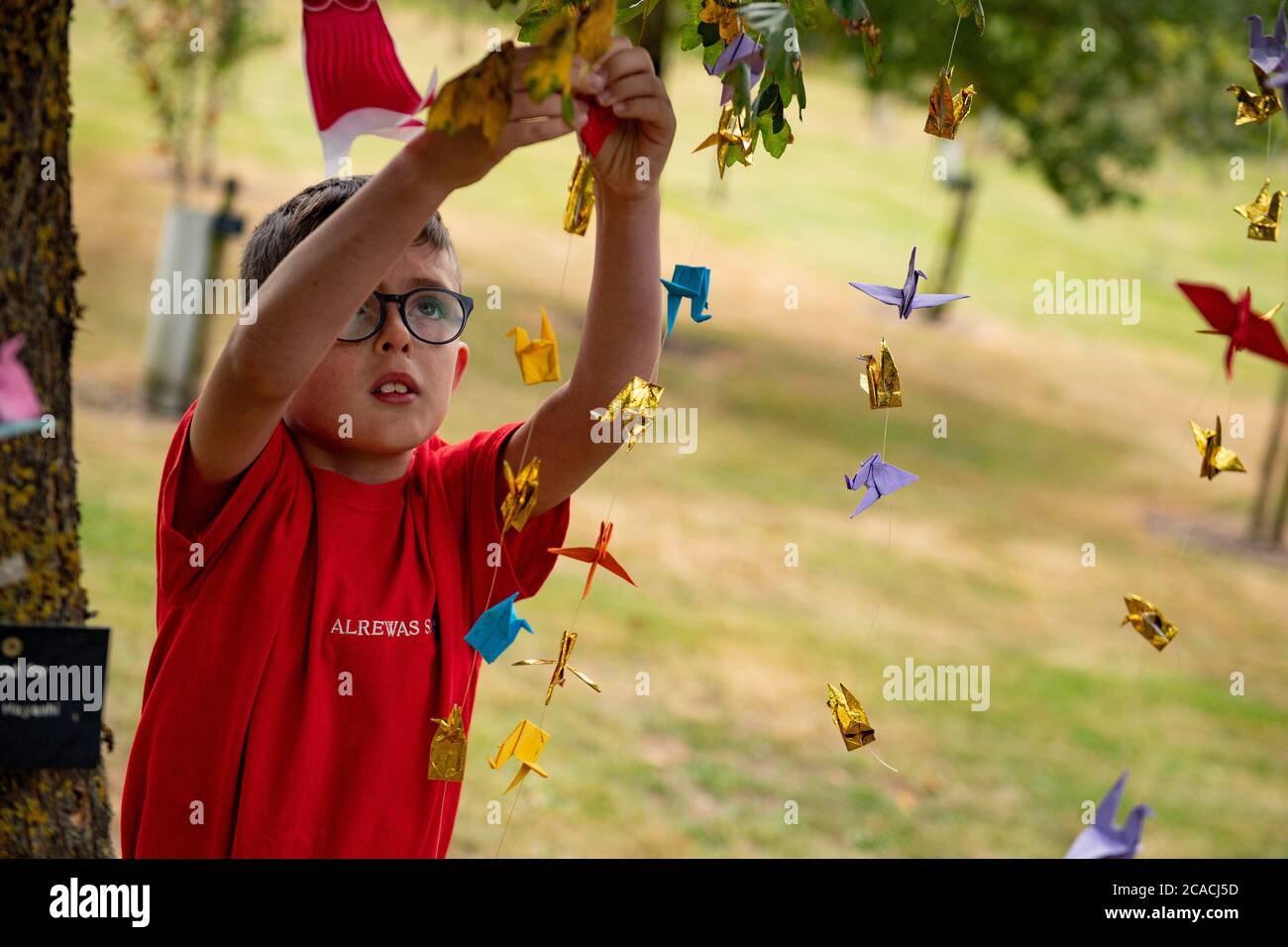 William Saunders, 9 ans, pend des grues de paix à l'origami dans la bosquet anglo-japonais de la réconciliation à l'arboretum National Memorial Arboretum à Alrewas, dans le Staffordshire, pour marquer le 75e anniversaire de l'abandon de la bombe atomique sur Hiroshima. Banque D'Images