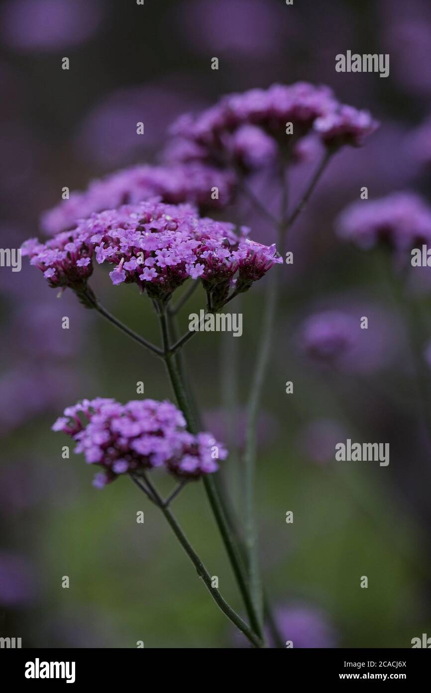 Verbena bonariensis. Banque D'Images