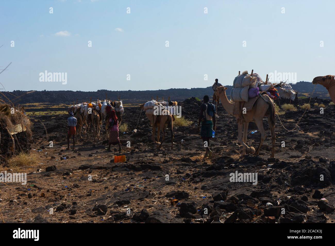 ERTA Ale, Ethiopie - Nov 2018: Caravane de chameaux guidée par les Afar locaux, dans le désert Banque D'Images