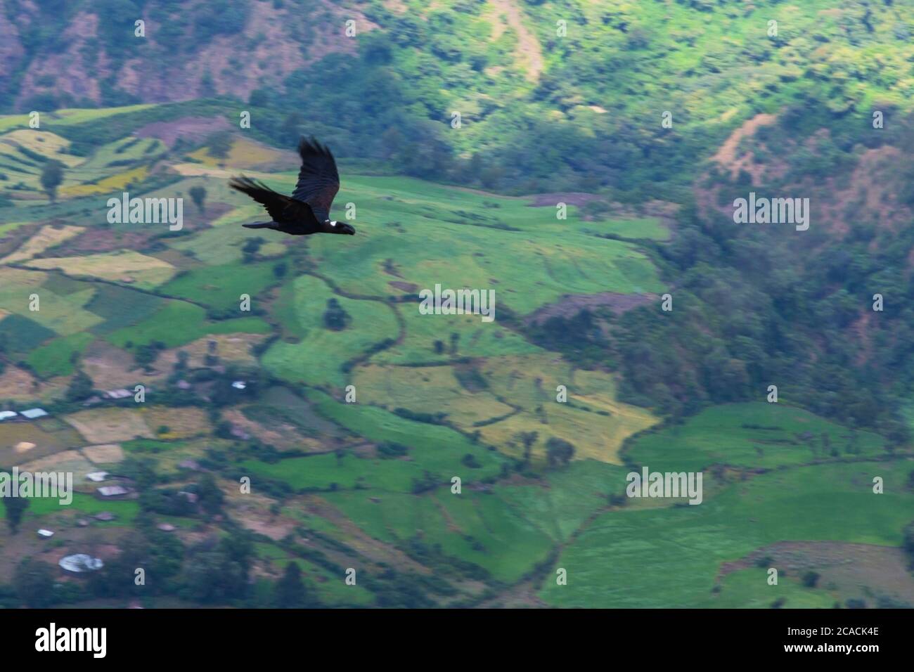 Gros-bec corbeau volant dans les montagnes Simien, Motion photo Banque D'Images