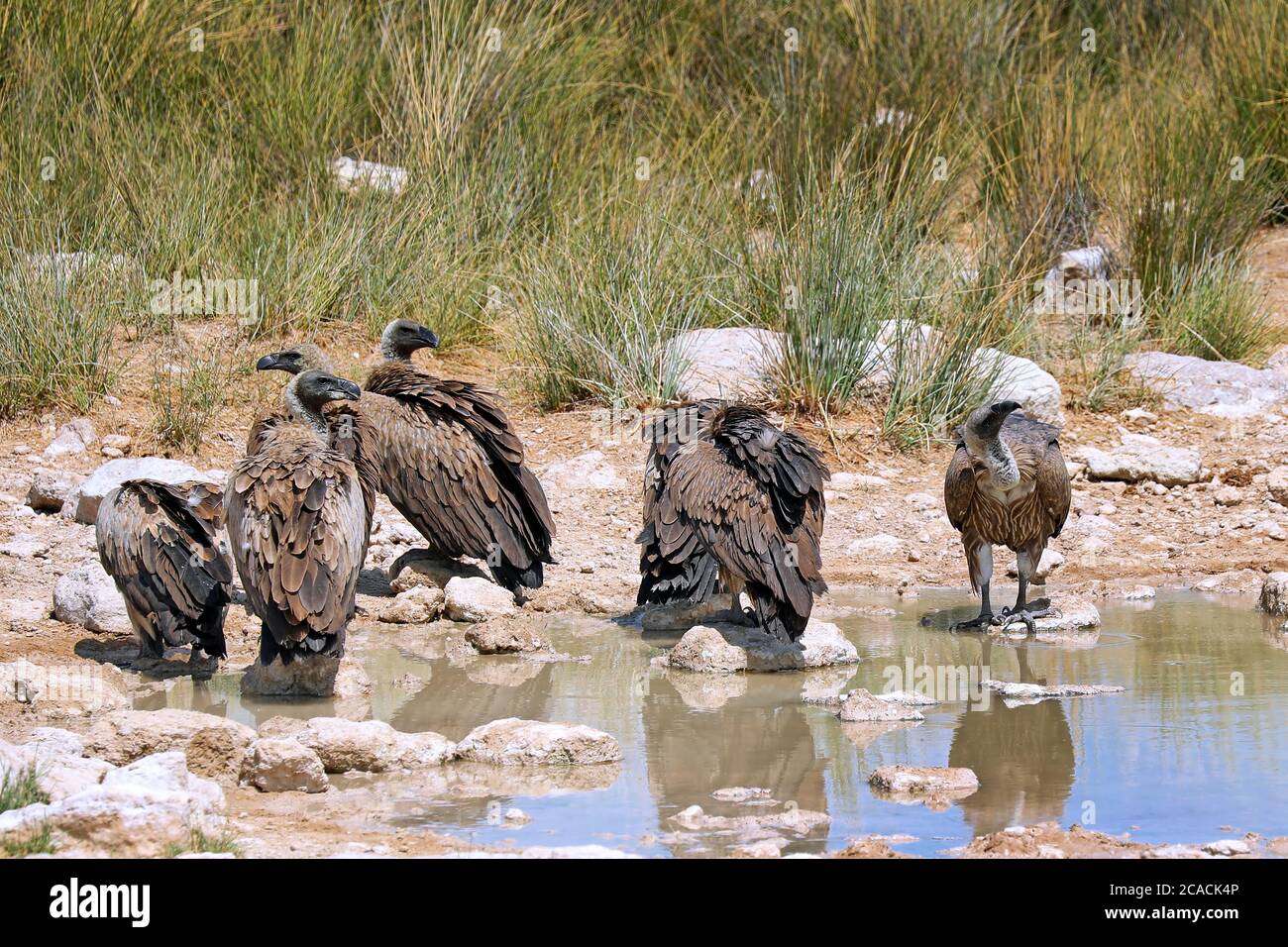 Vautours à dos blanc au parc national d'Etosha près d'Etosha PAN, en Namibie Banque D'Images