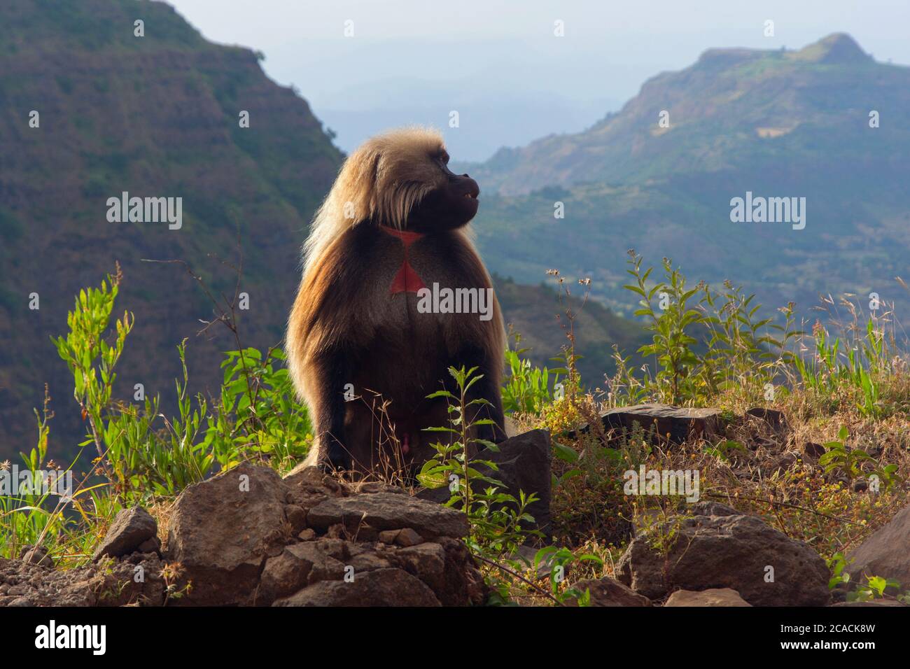 Babouin (Papio hamadryas) assis sur le rocher dans les hauts plateaux éthiopiens Banque D'Images