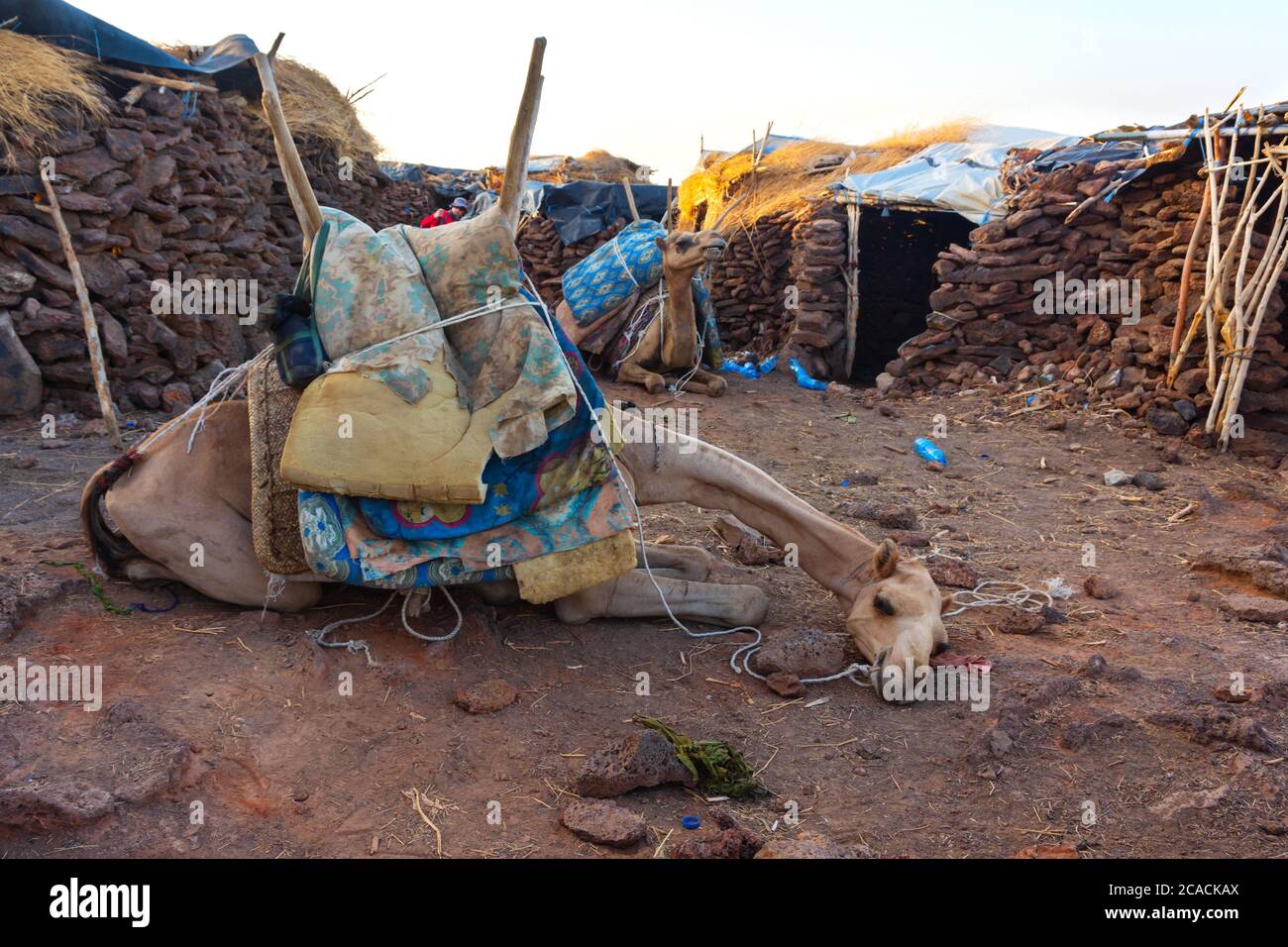 Chameau couchée devant la cabane dans la région d'Afar, en Éthiopie Banque D'Images