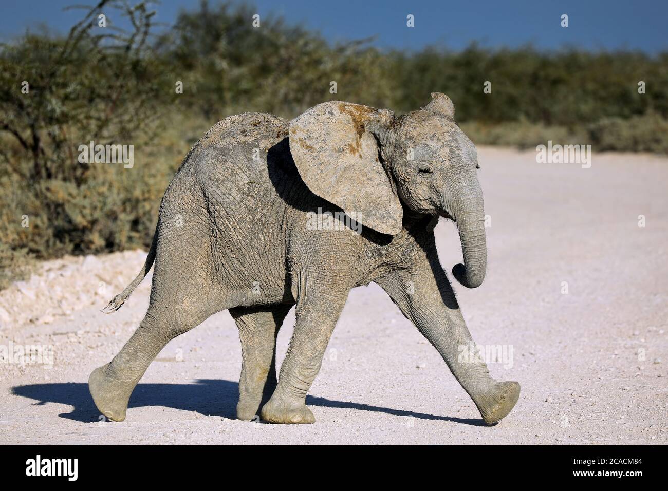 Éléphant, Parc national d'Etosha, Namibie, (Loxodonta africana) Banque D'Images