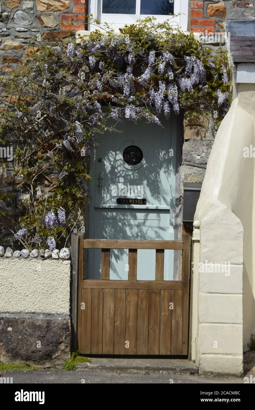 wisteria sur la porte du cottage Banque D'Images