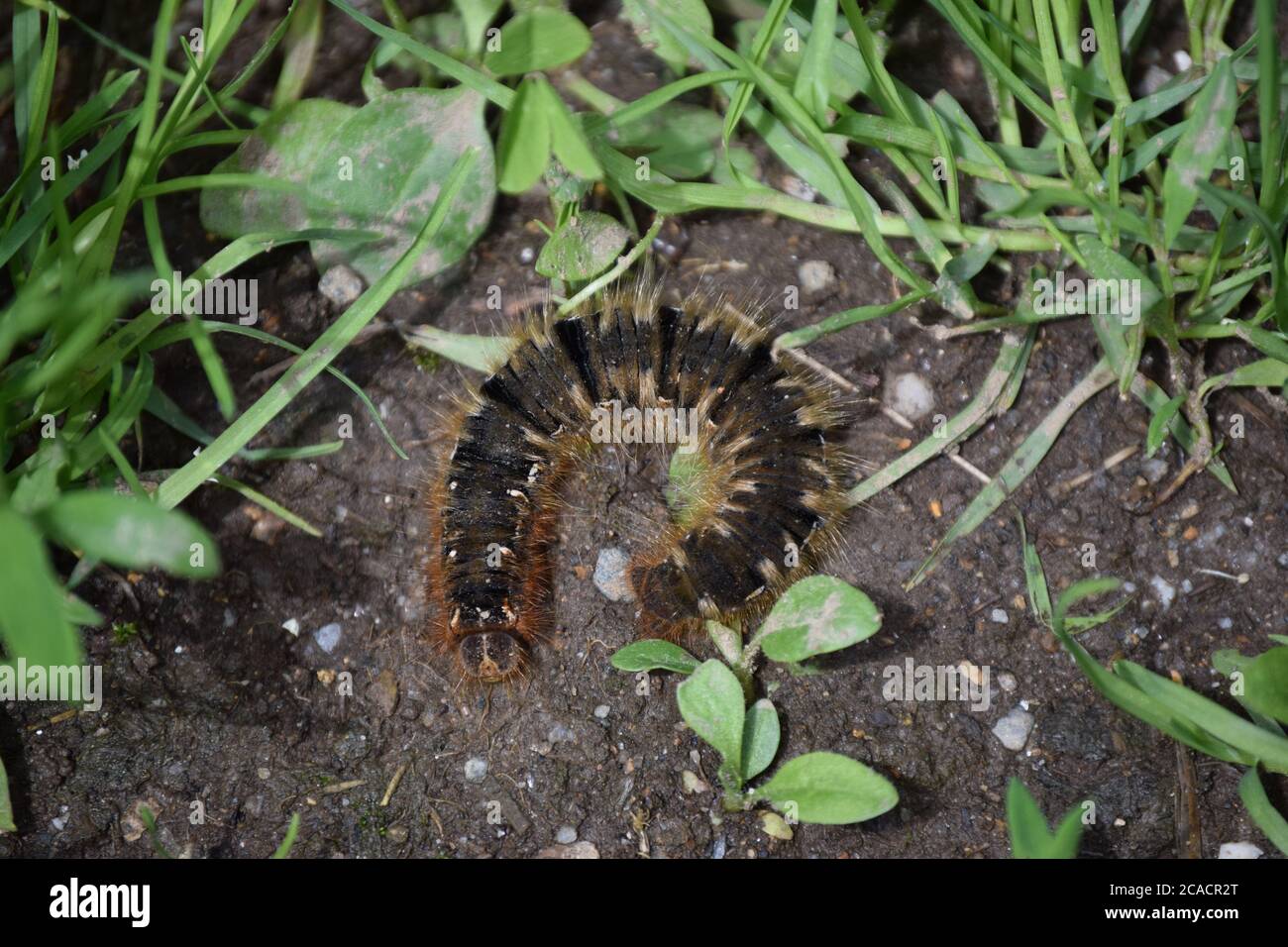 Chêne Eggar caterpillar Banque D'Images