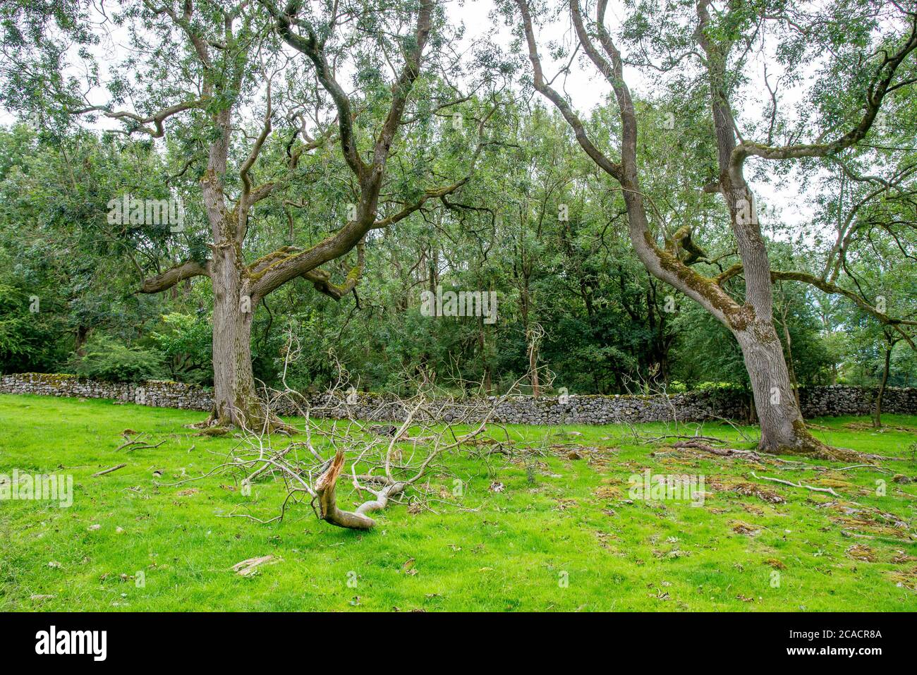 Frêne avec branches tombées, Yealand Conyers, Lancashire, Royaume-Uni. Le dépérissement des cendres est une maladie grave des cendres causée par le champignon Hymenoscyphus frax Banque D'Images
