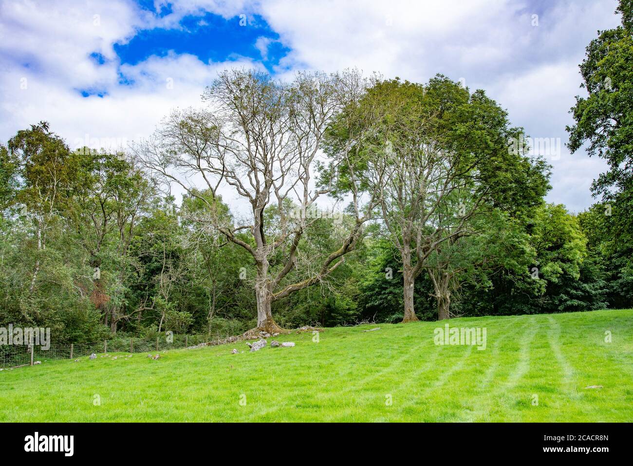 Un peuplement de cendres avec des branches tombées, Yealand Conyers, Lancashire, Royaume-Uni. Celui de gauche semble avoir le dépérissement des cendres, une maladie grave des cendres Banque D'Images