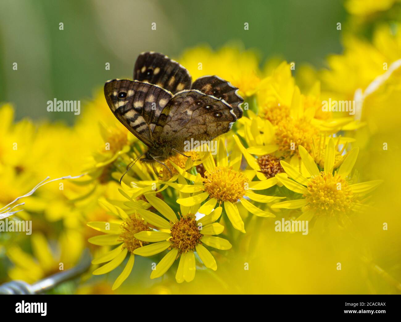 A Speckled Wood Butterfly on Ragwort, RSPB Leighton Moss, Silverdale, Carnforth, Lancashire, Royaume-Uni. Banque D'Images