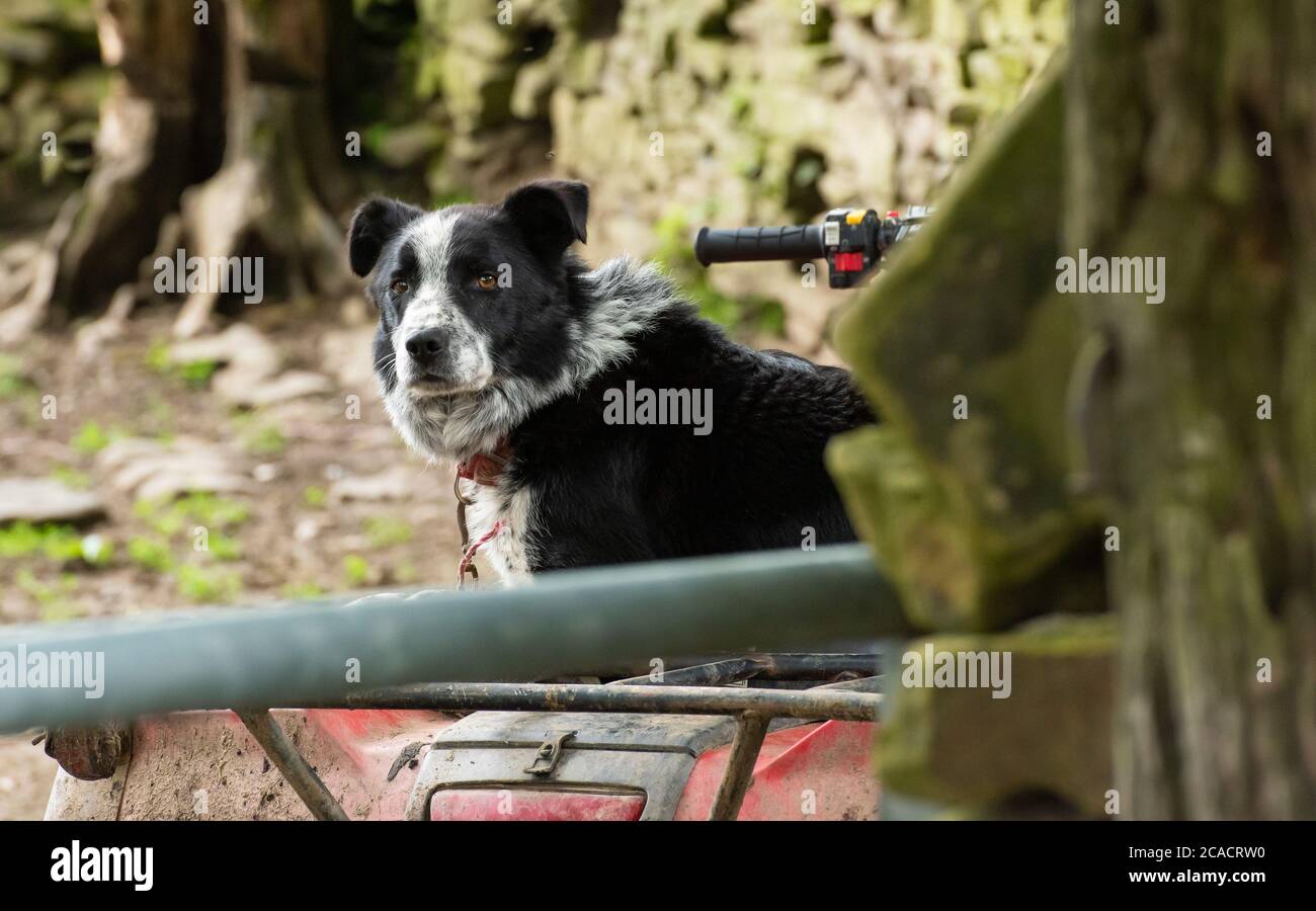 Un chien Border collie assis sur un quad, Chapel-en-le-Frith, Derbyshire, Royaume-Uni Banque D'Images