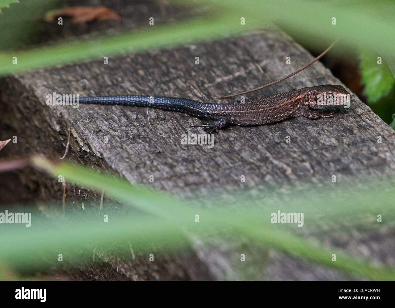 A Common Lizard, Foulshaw Moss, Witherslack, Cumbria, Royaume-Uni. Banque D'Images