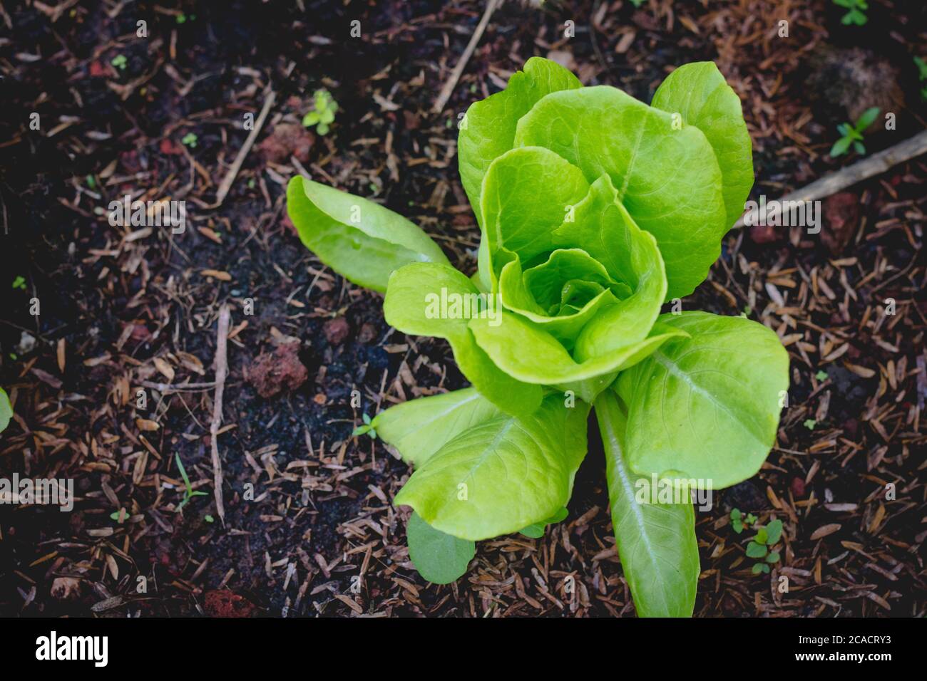 laitue au beurre sur fond de salade de légumes biologiques Banque D'Images
