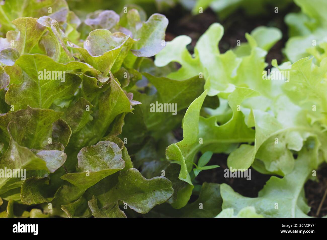 laitue biologique à feuilles de chêne vert et laitue de chêne rouge aliments de salade de légumes sains de fond Banque D'Images