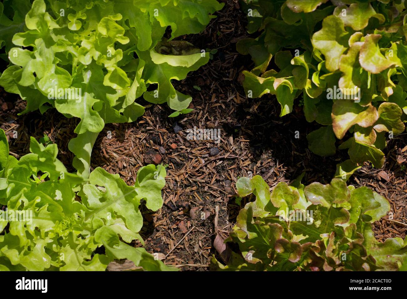 laitue biologique à feuilles de chêne vert et laitue de chêne rouge légumes sains salade nourriture nature fond Banque D'Images