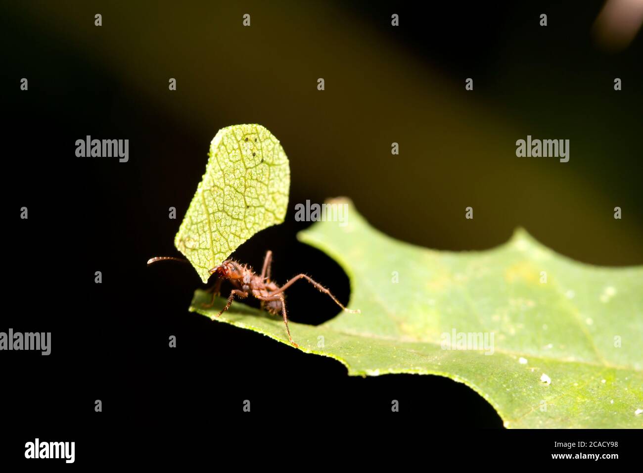 Fourmi brun coupant la feuille verte Banque D'Images