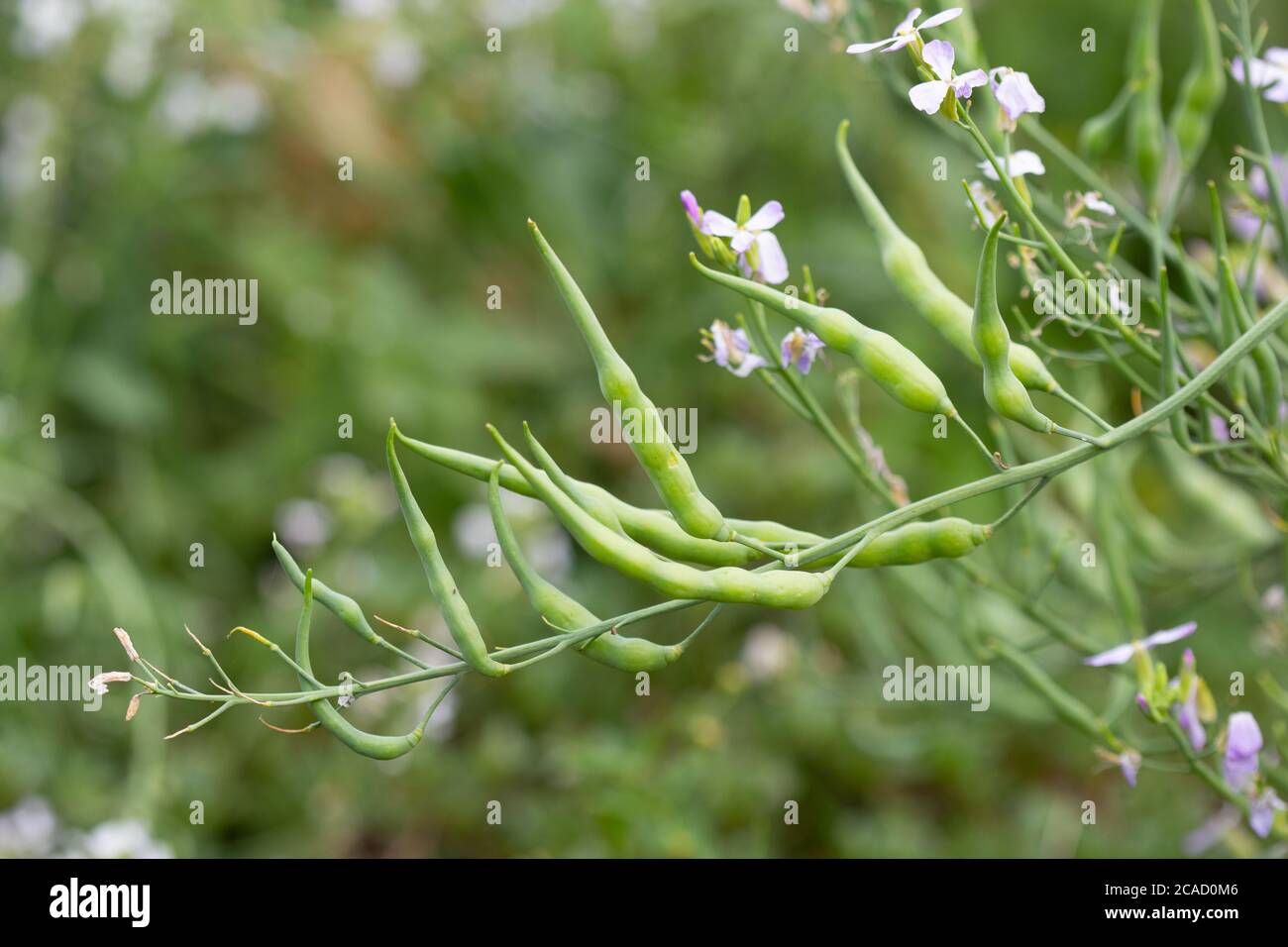 Les fruits et les fleurs du radis daikon sont également connus sous le nom de radis blanc long. Les Brassicaceae de la famille des fleurs. Banque D'Images