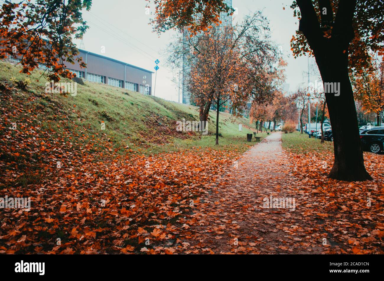 Sentier déserté avec des voitures garées et des bancs couverts de feuilles d'automne sèches pendant l'après-midi. Banque D'Images