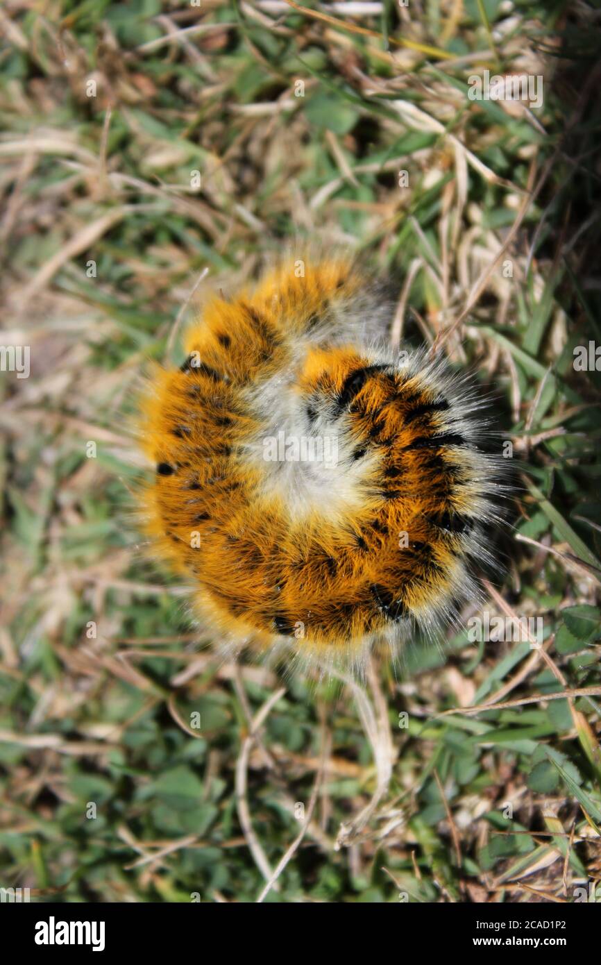 Chenille orange poilue Banque de photographies et d’images à haute — free download