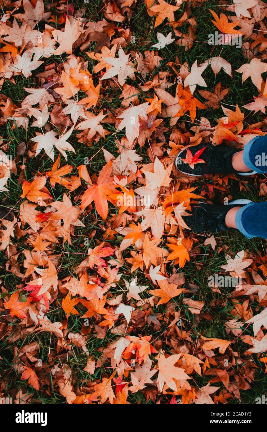 Petits pieds femelles avec des chaussures de course noires sur l'herbe recouverte de feuilles d'orange sèches caractéristiques de la saison d'automne. Banque D'Images