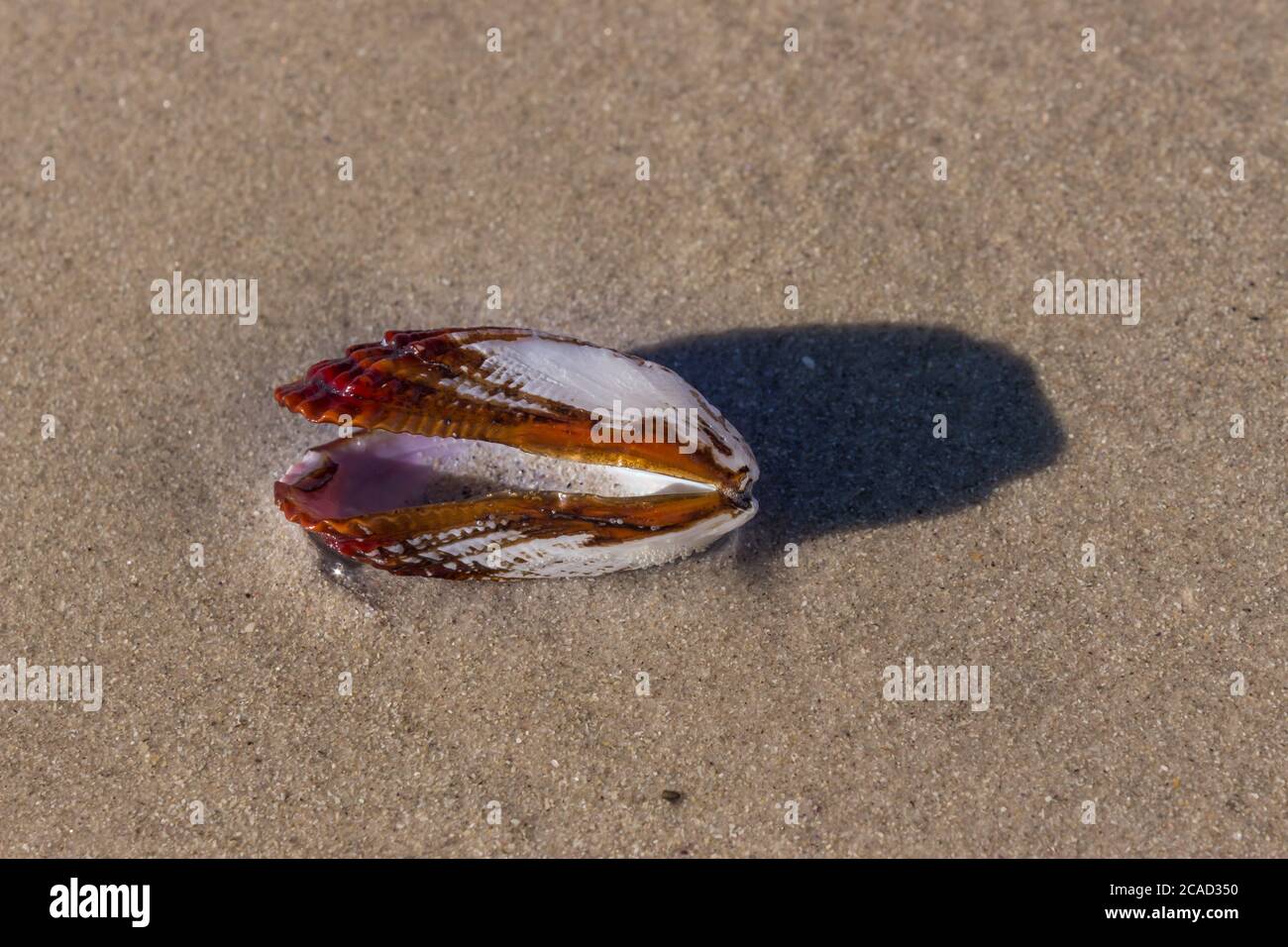 Sea Shell sur la plage, Nosy Komba, Madagascar Banque D'Images