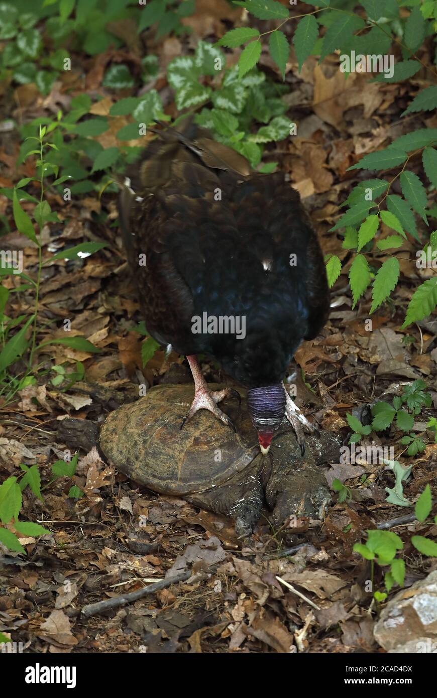 vautour de la dinde (Cathartes aura), se nourrissant de la tortue serpentine morte, (Chelydra serpentina), Maryland Banque D'Images