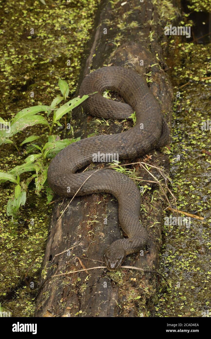 Serpent d'eau du Nord, Nerodia sipedon, Maryland, basking Banque D'Images