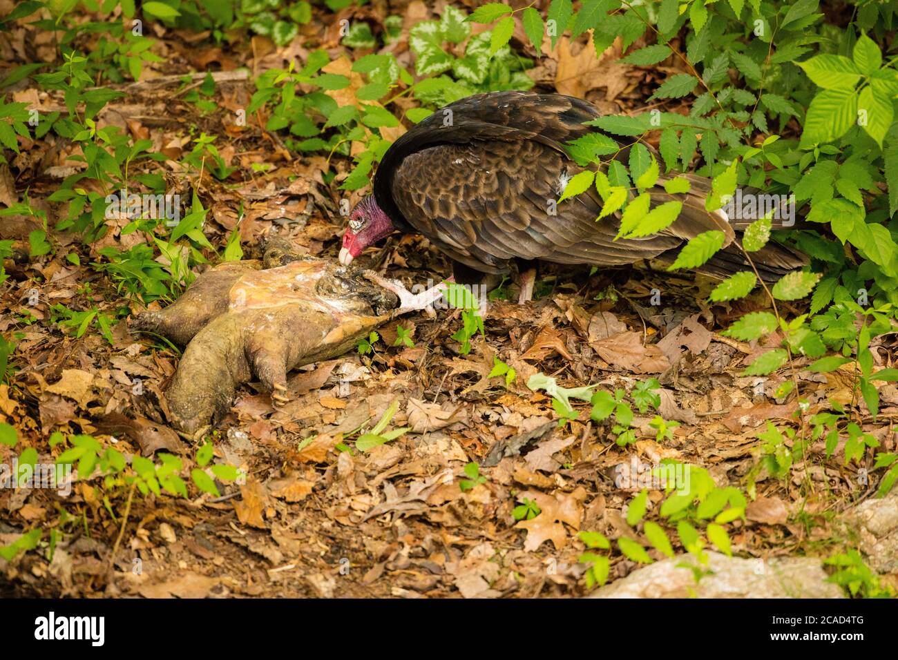 vautour de la dinde (Cathartes aura), se nourrissant de la tortue serpentine morte, (Chelydra serpentina), Maryland Banque D'Images