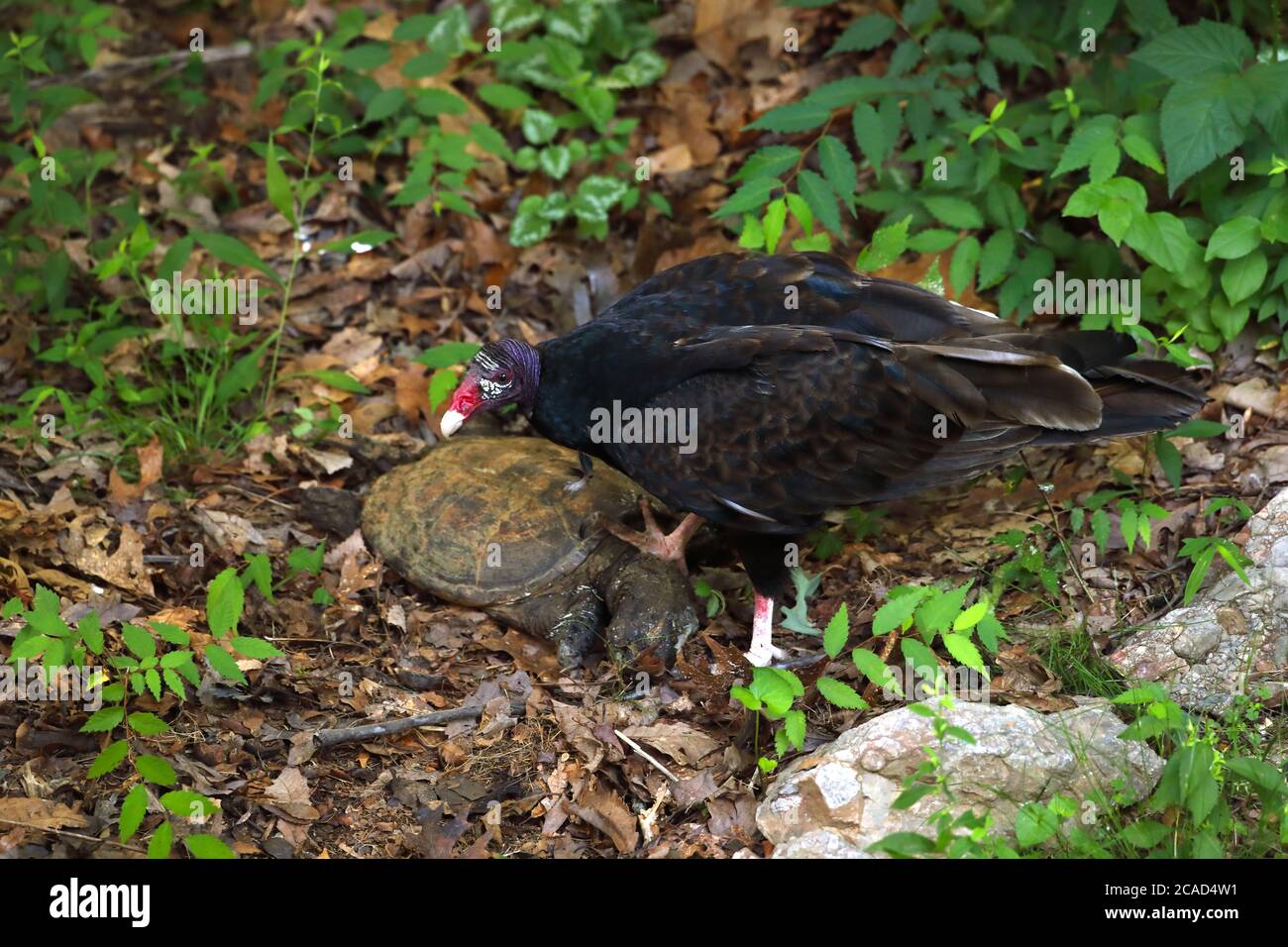 vautour de la dinde (Cathartes aura), se nourrissant de la tortue serpentine morte, (Chelydra serpentina), Maryland Banque D'Images