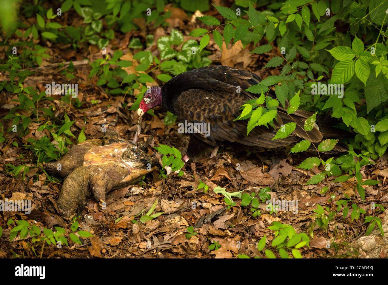 vautour de la dinde (Cathartes aura), se nourrissant de la tortue serpentine morte, (Chelydra serpentina), Maryland Banque D'Images