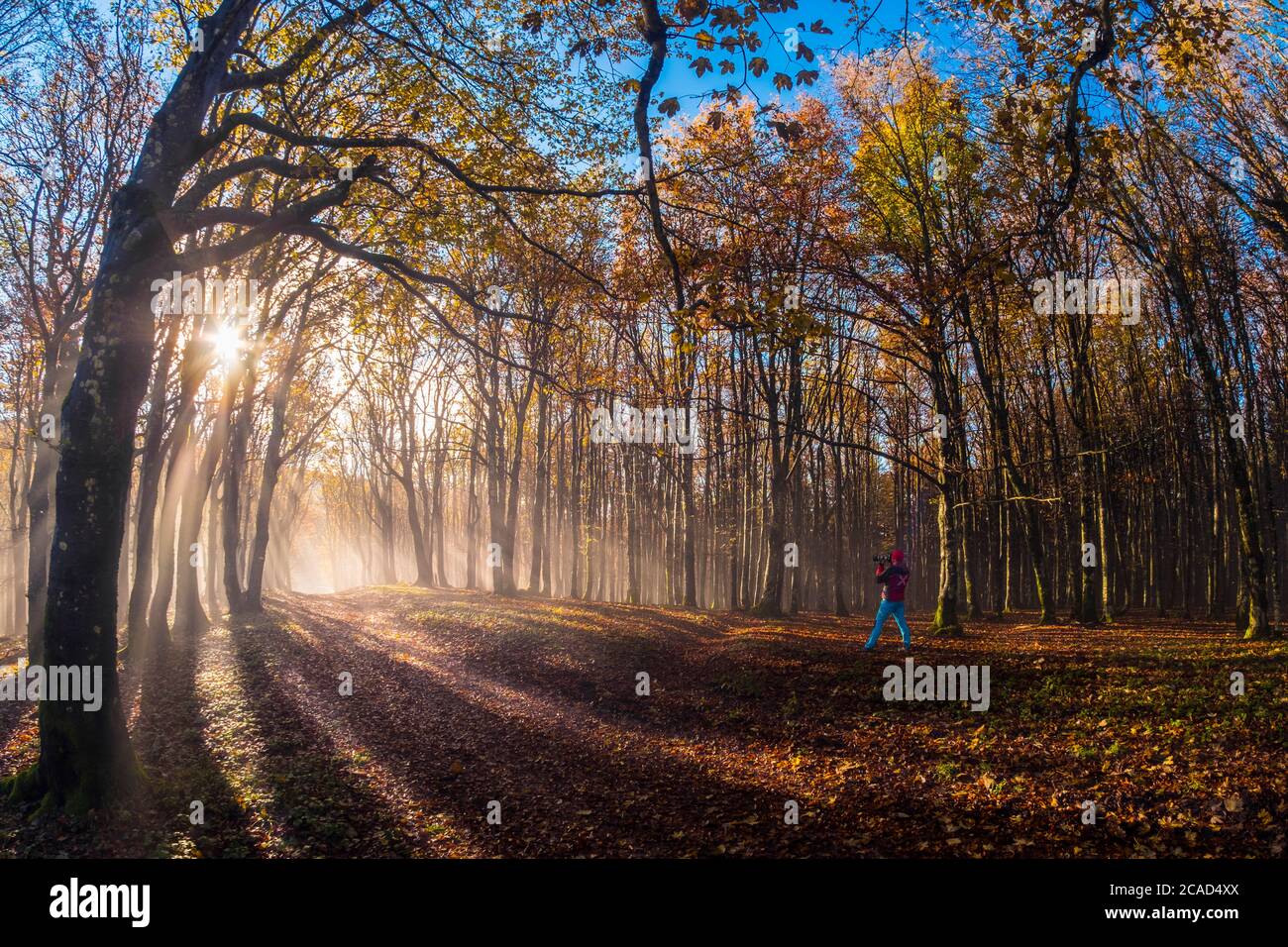 Parc national de Foreste Casentinesi, Badia Prataglia, Toscane, Italie, Europe. Une personne prend des photos dans le bois. Banque D'Images