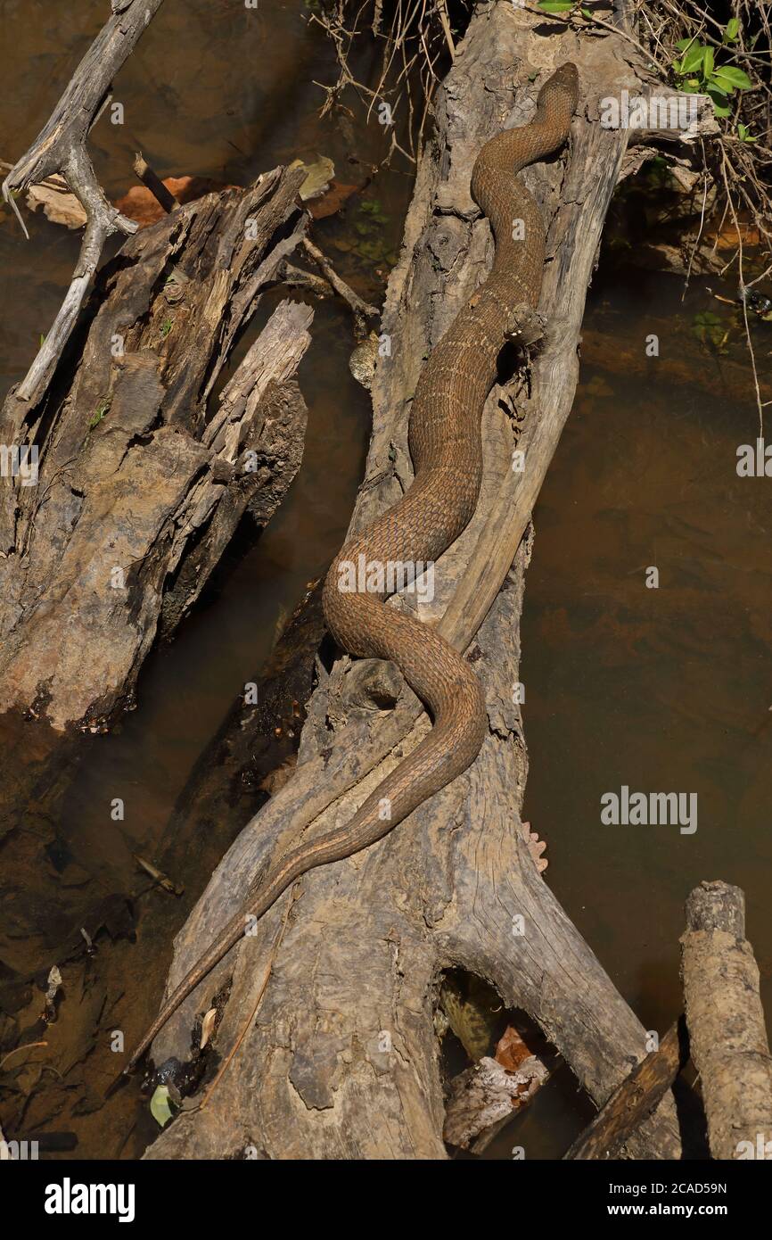 Serpent d'eau du Nord, Nerodia sipedon, Maryland, basking Banque D'Images