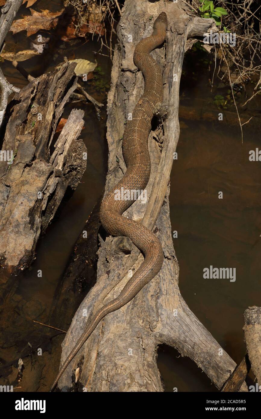 Serpent d'eau du Nord, Nerodia sipedon, Maryland, basking Banque D'Images