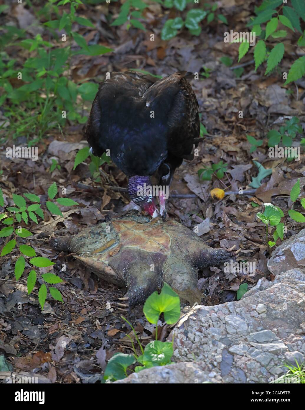 vautour de la dinde (Cathartes aura), se nourrissant de la tortue serpentine morte, (Chelydra serpentina), Maryland Banque D'Images